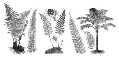 Ferns - Antique engraved illustration from Brockhaus Konversations-Lexikon 1908 © Basicmoments