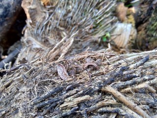 Close up of bamboo humps and bamboo roots in the nature for using as background or wallpaper.