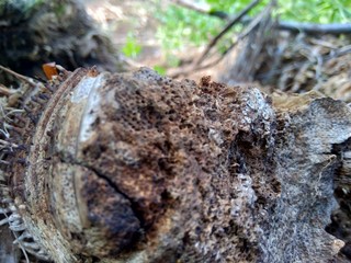 Close up of bamboo humps and bamboo roots in the nature for using as background or wallpaper.