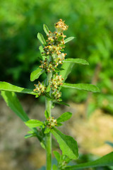 buds of lythraceae flower