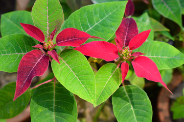 couple of red poinsettia flower