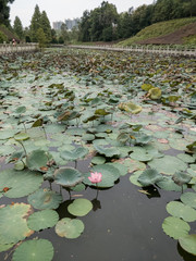 Obraz na płótnie Canvas water lilies in a pond lotus plant flower china