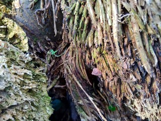 Close up of bamboo humps and bamboo roots in the nature for using as background or wallpaper.