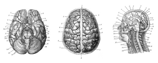 Human brain - Antique engraved illustration from Brockhaus Konversations-Lexikon 1908 - obrazy, fototapety, plakaty