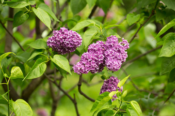 lilac flowers closeup in spring