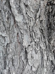 bark of a tree