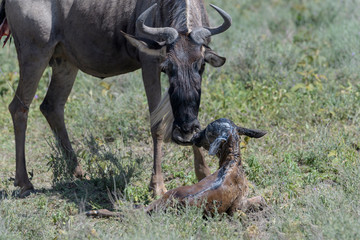 Blue Wildebeest (Connochaetes taurinus) mother with a new born calf on savanna, Ngorongoro conservation area, Tanzania.
