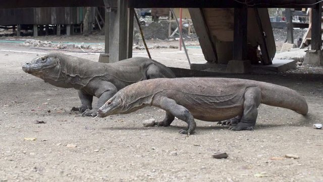 Two hungry Komodo dragons (Veranus komodoensis) eating and sticking out tongues in slow motion on Rinca island in Komodo National Park, East Nusa Tenggara, Indonesia