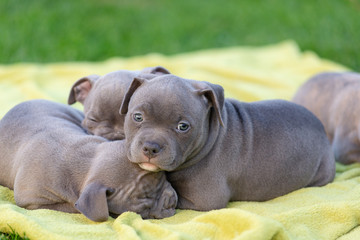 American bulli puppies fall asleep on a grass rug in a park.