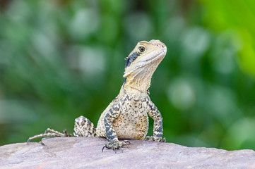 Australian Water Dragon