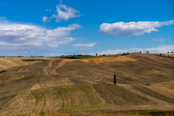 Fototapeta premium Toscana fields, cypresses and hills in the middle of summer