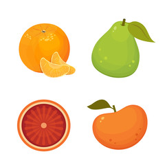 Fresh citrus fruits isolated vector illustration with tangerine, grapefruit, orange, pomelo. Vitamin C concept.