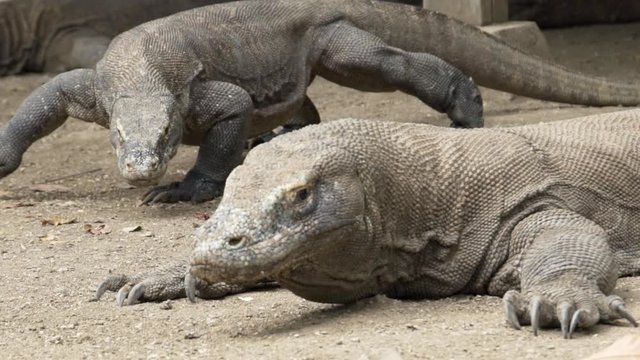 Close up of two large dangerous Komodo dragons (Veranus komodoensis) looking for food in slow motion on Rinca island, Komodo National Park, East Nusa Tenggara, Indonesia