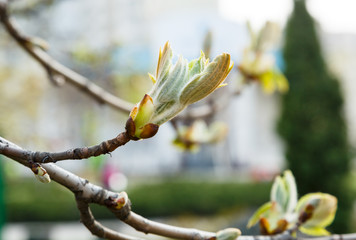 First green Chestnut leaves branches with sunlight. Blossoming spring leaf of chestnut. Nature background