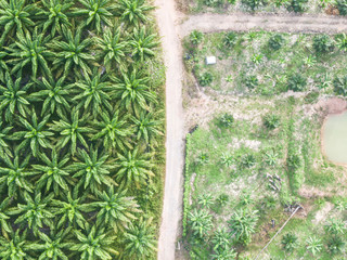An aerial view over a tropical plantation