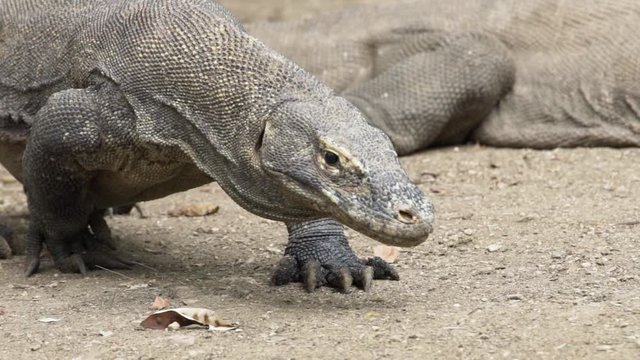 Close up of large dangerous Komodo dragon (Veranus komodoensis) walking and sticking out its tongue looking for food in slow motion. Rinca island, Komodo National Park, East Nusa Tenggara, Indonesia
