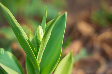 Obraz premium Side view of an unopened Tulip Bud.