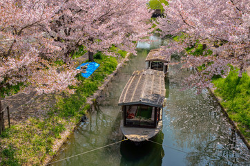 京都　春の宇治川派流