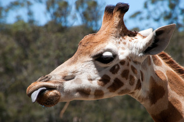 Mogo Australia, profile of a Rothschild's giraffe eating with tongue out