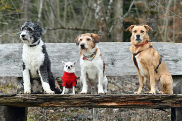 Chihuahua mit große Hunden auf einer Bank