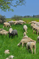 Schafherde auf einer Wiese