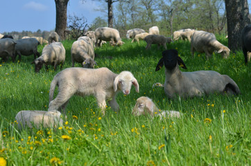 Schafe mit L&auml;mmern 