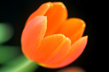 Nahaufnahme einer Tulpe