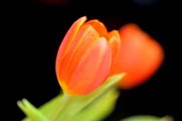 Tulpe
