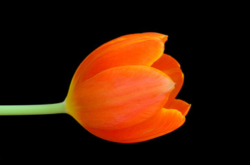 Tulpe