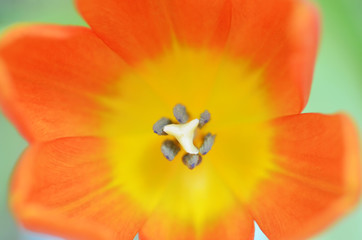 Nahaufnahme einer Tulpe