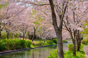 京都　春の宇治川派流