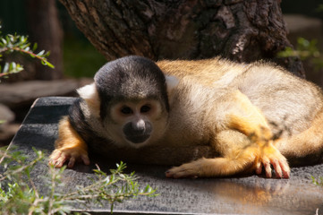 Mogo Australia, Squirrel monkey edging across bench top