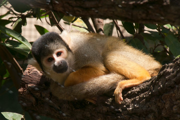 Mogo Australia, squirrel monkey curled up in in tree branch