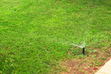 Sprinkler in garden watering the lawn. Automatic watering lawns concept