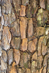 bark of a chinese tree