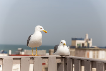 Obraz premium mouette sur la médina de essaouira au maroc