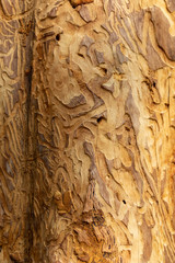 texture of wood with damage from burrowing insects