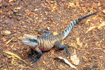 Male brown eastern water dragon basking on the ground. Eastern Australia: Victoria and Queensland.