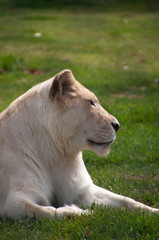 Mogo Australia,  watchful white lioness resting on grass