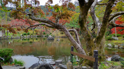 Autumn season colorful of leaves in Maruyama Park at Kyoto