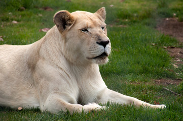 Mogo Australia, watchful white lioness resting on grass