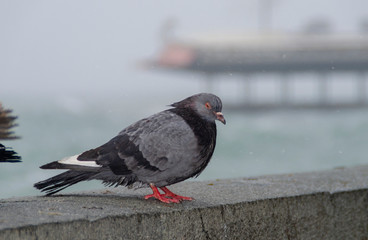 pigeon sitting on the stone