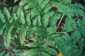 fern in forest