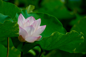 A pink lotus in full bloom in the lotus leaves