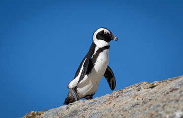 Naklejka premium Pinguin