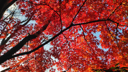 Red maple leaves in colorful autumn season