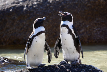 Pinguin Paar
