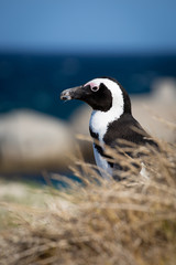Pinguin