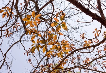 Tree in spring bustling with life