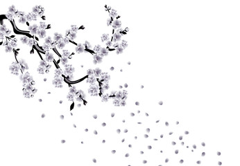 Sakura black and white drawing. Cherry branches with flowers and petals. illustration